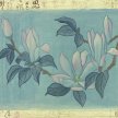 guan_blue_magnolia02