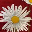 guan_white_flower_daisy02