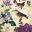 Bird_Botanical01