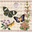 butterfly_botanical02