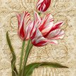 heirloom_tulips01