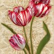 heirloom_tulips02