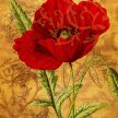 large_red_poppy