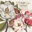magnolia_botanical02
