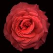 pink_antique_rose_med